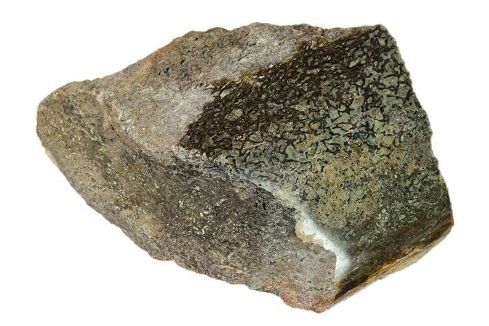 Polished Dinosaur Bone (Gembone) Section - Utah #151435